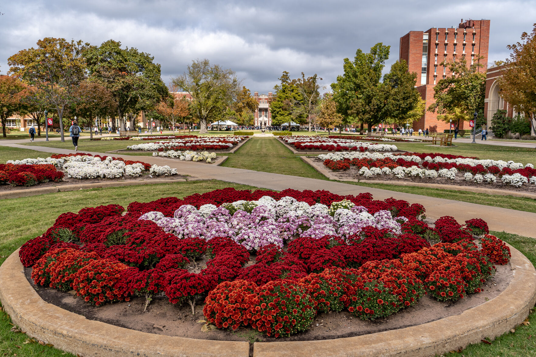 South Oval mums